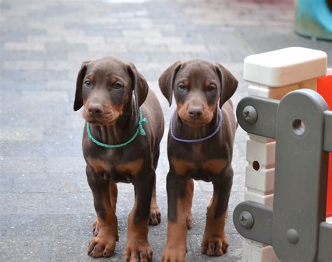 Dobermann kennel van 't Duinezicht.